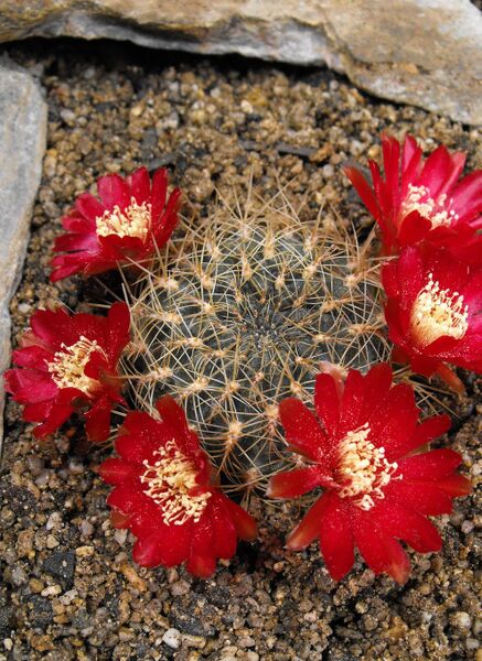 Fájl:Rebutia steinbachii tiraquensis var. electracantha-000.jpg