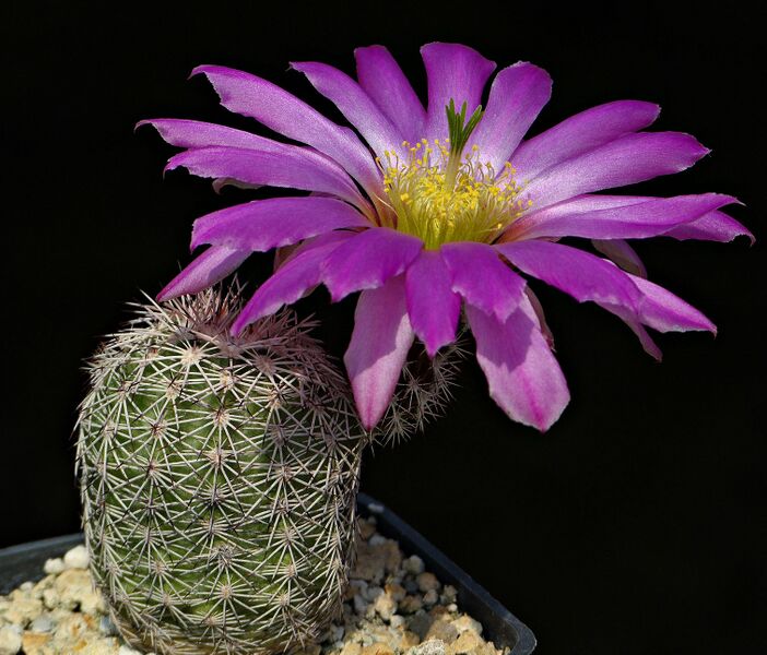 Fájl:Echinocereus pseudopectinatus ISI1789.SzJ 03.jpg