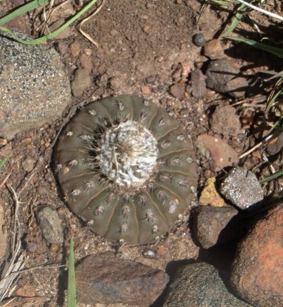 Fájl:Frailea castanea-001.jpg