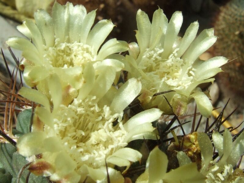 Fájl:Neowerdermannia chilensis 01 (1)-3.jpg