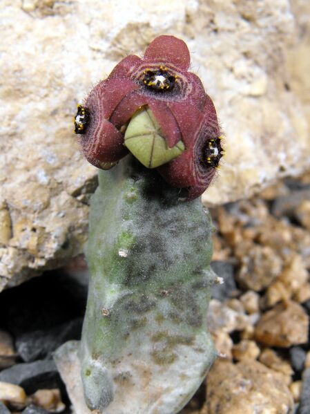 Fájl:Caralluma europea-001.jpg
