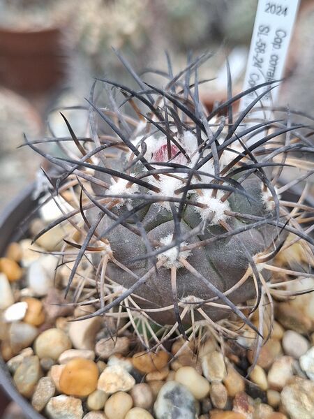 Fájl:Copiapoa corralensis.HL 01.jpg