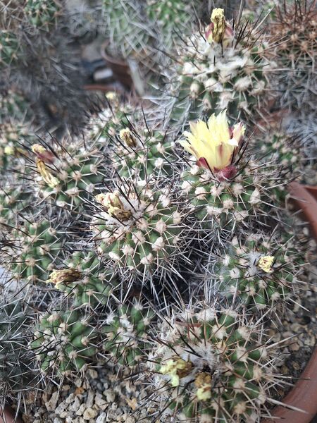 Fájl:Copiapoa fiedleriana.HL 01.jpg
