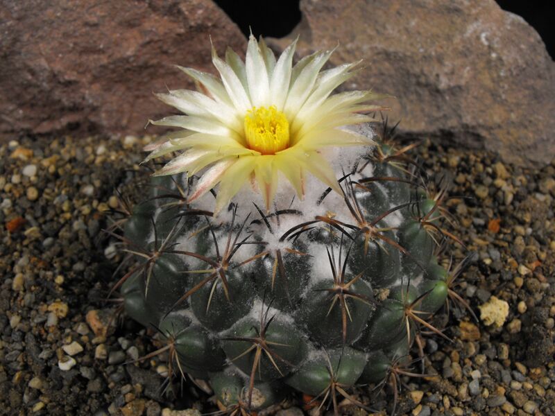 Fájl:Coryphantha elephatidens greenwoodii-002.jpg