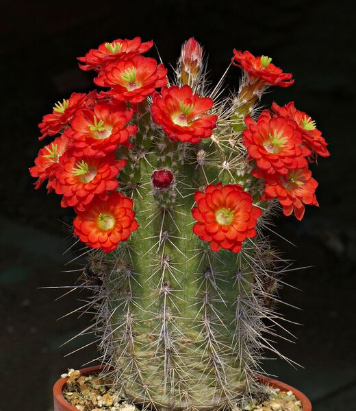 Fájl:Echinocereus polyacanthus BW232.SzJ 03.jpg
