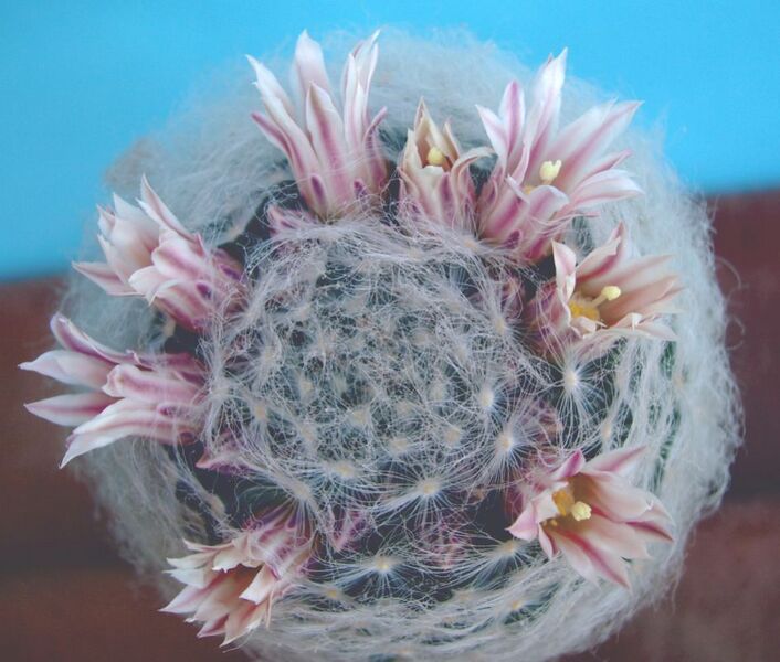 Fájl:Mammillaria aureilanata-2.jpg