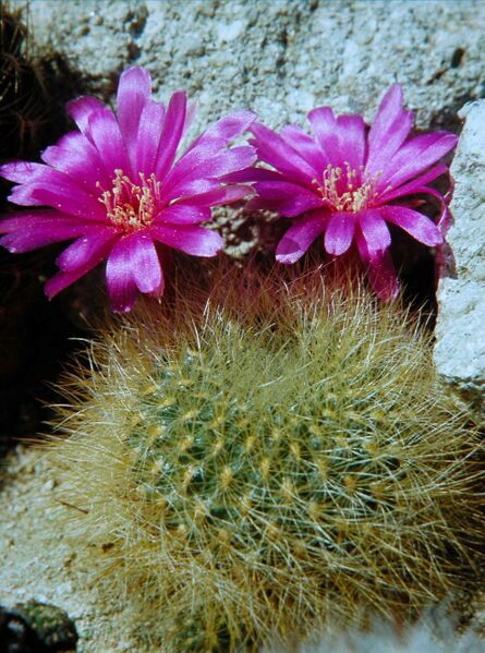 Fájl:Rebutia mentosa swobodae-0.jpg