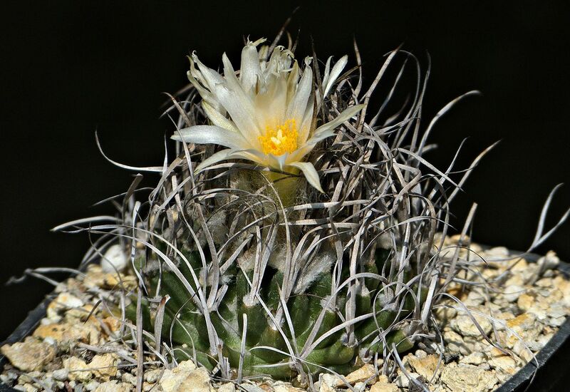 Fájl:Turbinicarpus gracilis.SzJ 01.jpg