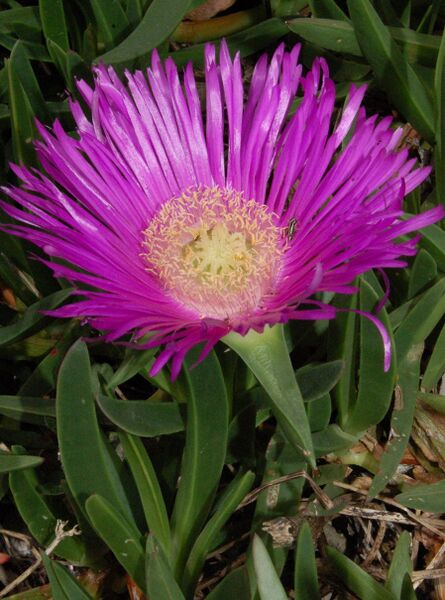 Fájl:Carpobrotus acinaciformis 2-000.jpg