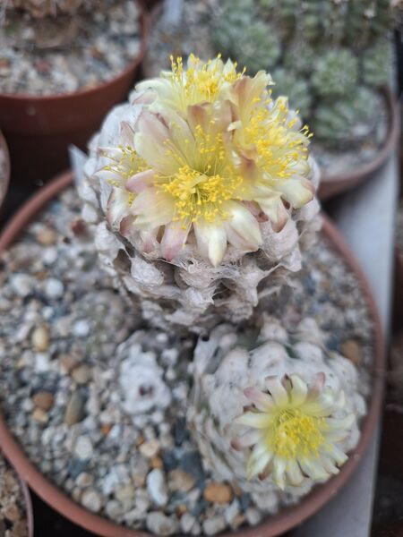 Fájl:Copiapoa esmeraldana.HL 03.jpg