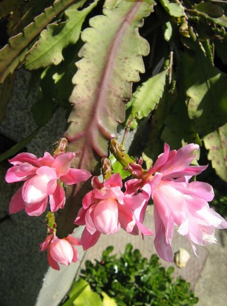 Fájl:Disocactus phyllanthoides-000.jpg