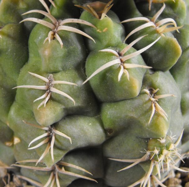 Fájl:Gymnocalycium ritterianum-002.jpg