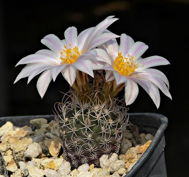 Fájl:Kadenicarpus heliae.SzJ 01.jpg