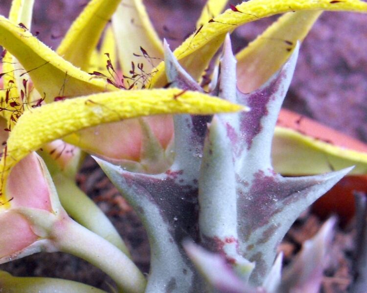 Fájl:Orbea lutea ssp lutea-2.jpg