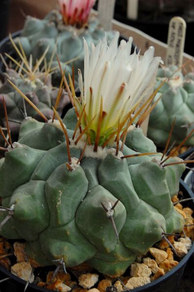 Fájl:Thelocactus multicephalus.HL 05.jpg