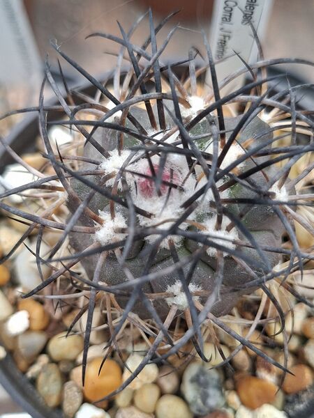 Fájl:Copiapoa corralensis.HL 02.jpg