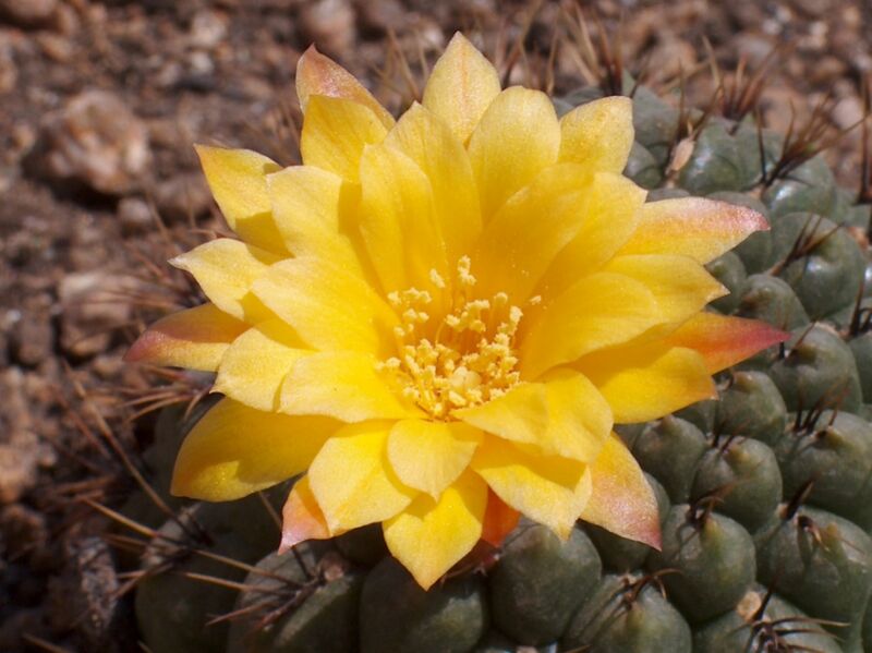 Fájl:Matucana aureiflora-001.jpg