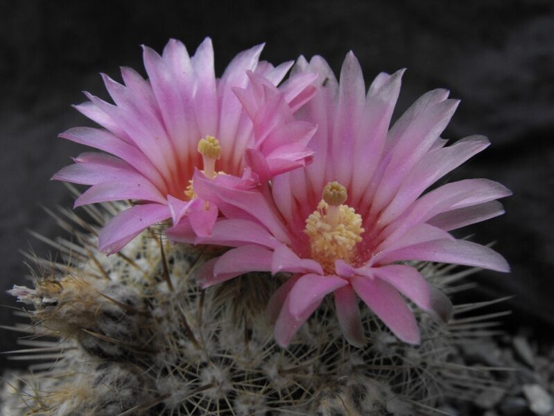 Fájl:Parodia mueller-melchersii gutierrezi-001.jpg