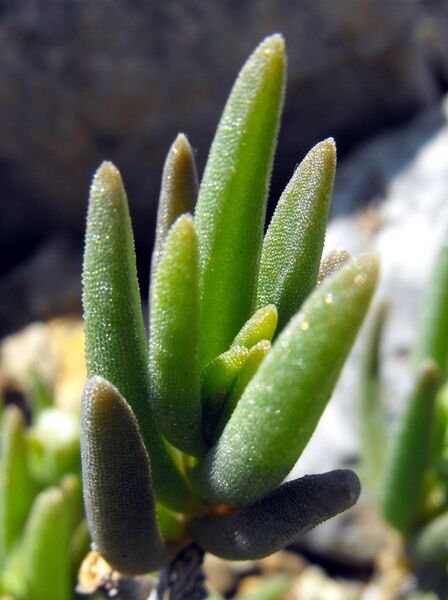 Fájl:Delosperma herbeum-002.jpg