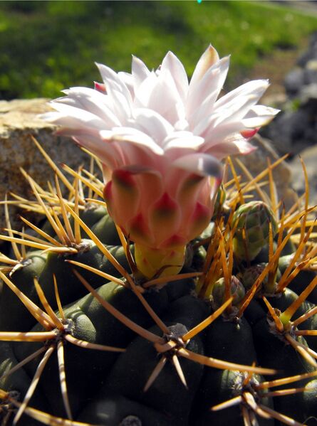 Fájl:Gymnocalycium eurypleurum-001.jpg