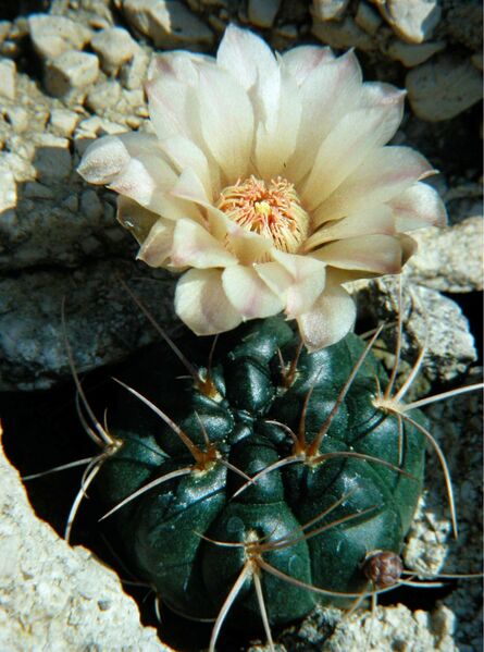 Fájl:Gymnocalycium oenanthemum ambatoense 1 rész-000.jpg