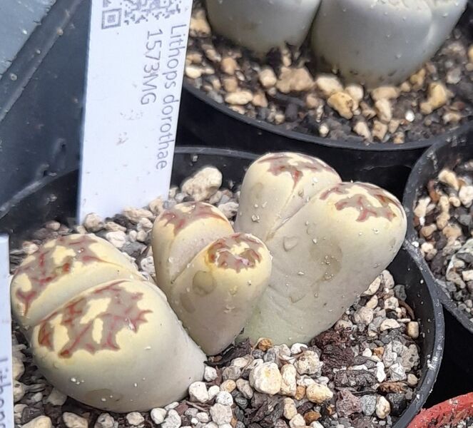 Fájl:Lithops dorotheae.JCs 01.jpg