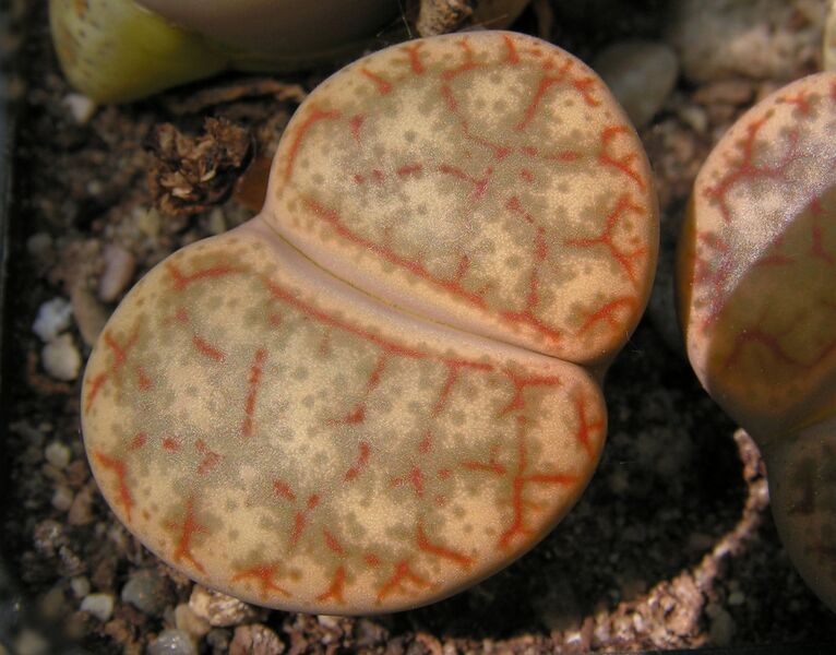 Fájl:Lithops pseudotruncatella 1 rész-001.jpg