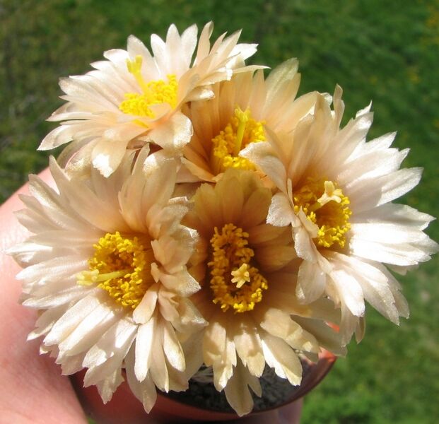 Fájl:Pediocactus bradyi ssp despainii-2.jpg