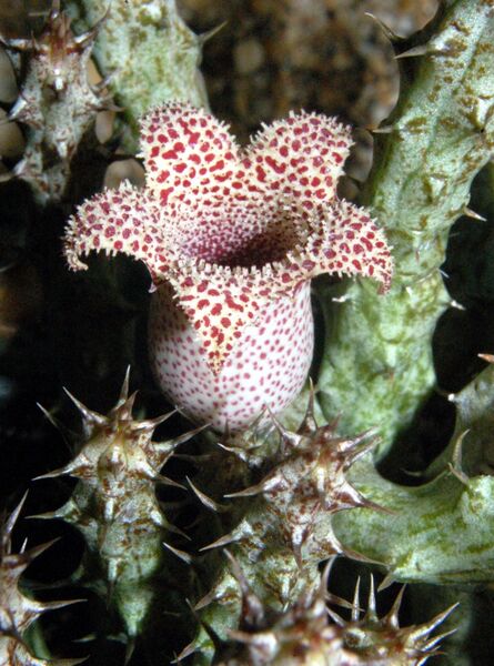 Fájl:Stapelianthus decary-0.jpg