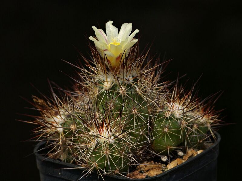 Fájl:Acharagma huasteca.SzJ 01.jpg