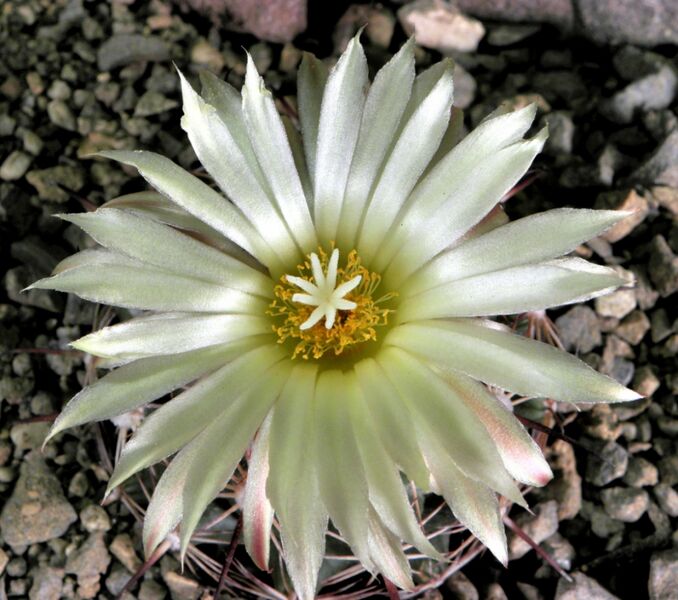 Fájl:Coryphantha pallida LZ-002.jpg