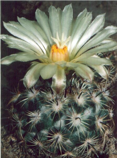 Fájl:Coryphantha palmeri-000.jpg
