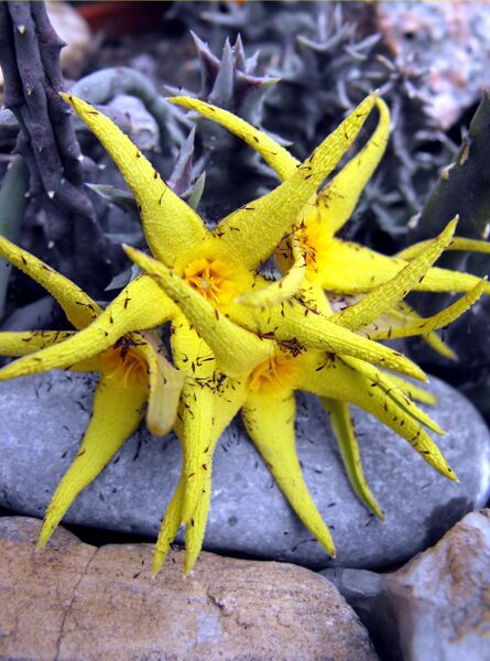 Fájl:Orbea lutea ssp lutea-0.jpg