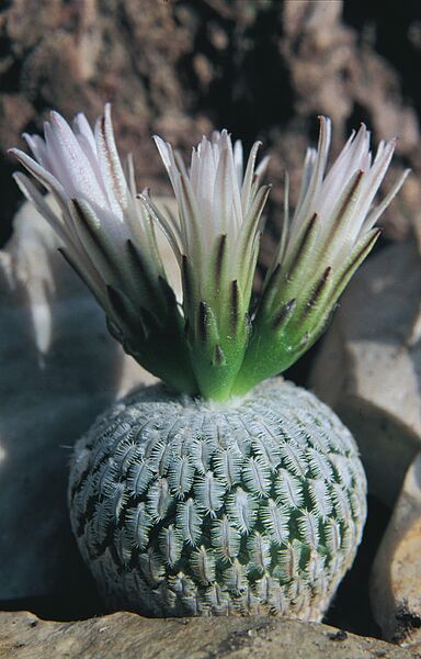 Fájl:Pozsgáslap 070-001.jpg