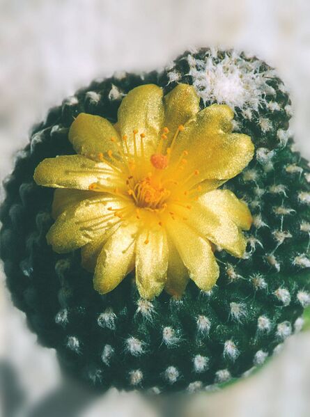 Fájl:Pozsgáslap 077-000.jpg