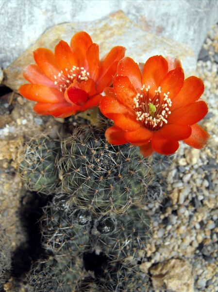 Fájl:Rebutia einsteinii aureiflora euanthema-1.jpg