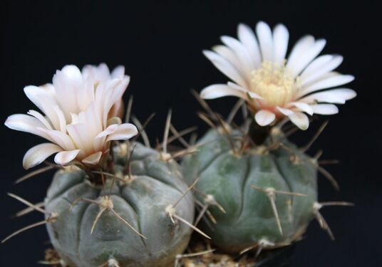 Gymnocalycium glaucum