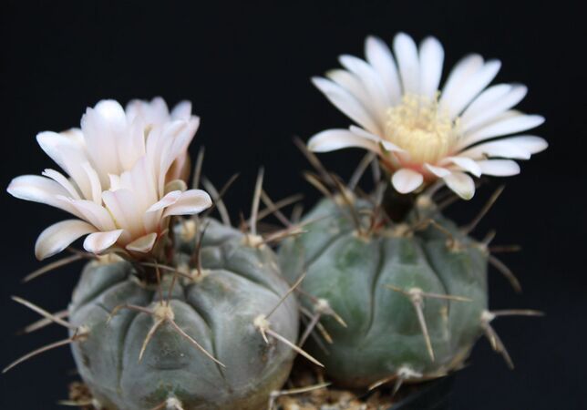 Gymnocalycium glaucum