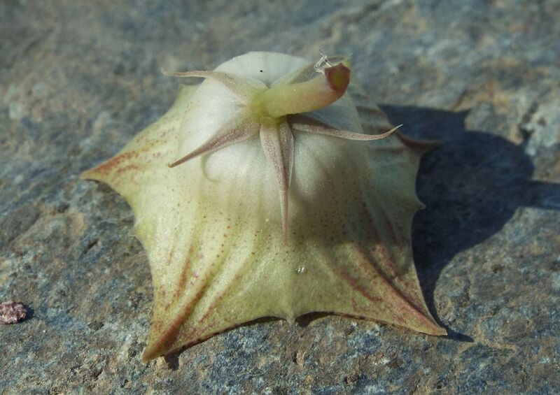 Fájl:Huernia yemenensis-002.jpg