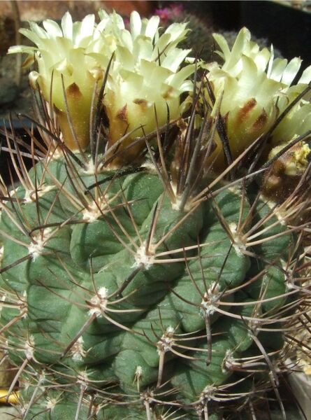 Fájl:Neowerdermannia chilensis 01 (1)-0.jpg