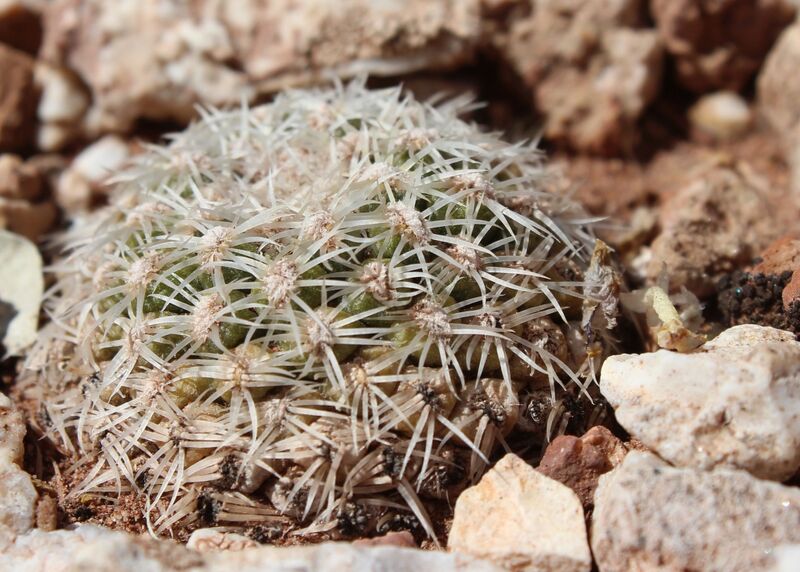 Fájl:Pediocactus bradyi-003.jpg