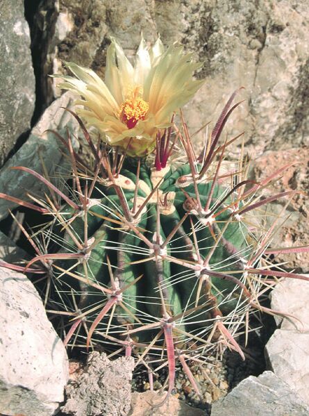 Fájl:Pozsgáslap 015-000.jpg