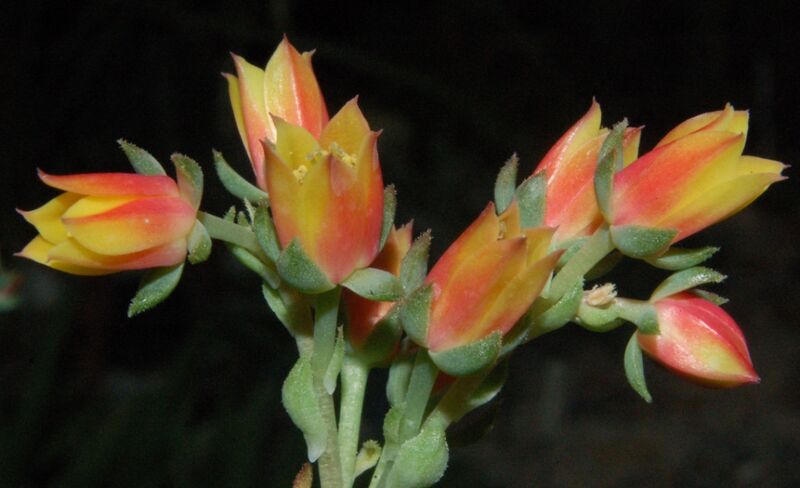 Fájl:Echeveria derenbergii-002.jpg