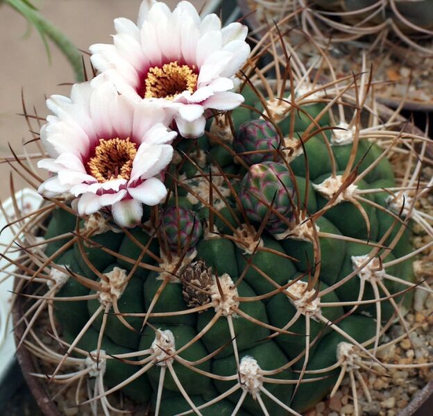 Fájl:Gymnocalycium pflanzii subsp pflanzii-001.jpg