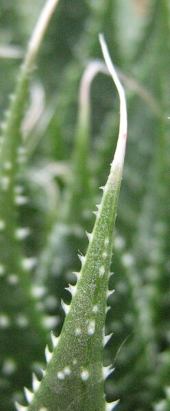 Fájl:Aloe aristata-002.jpg