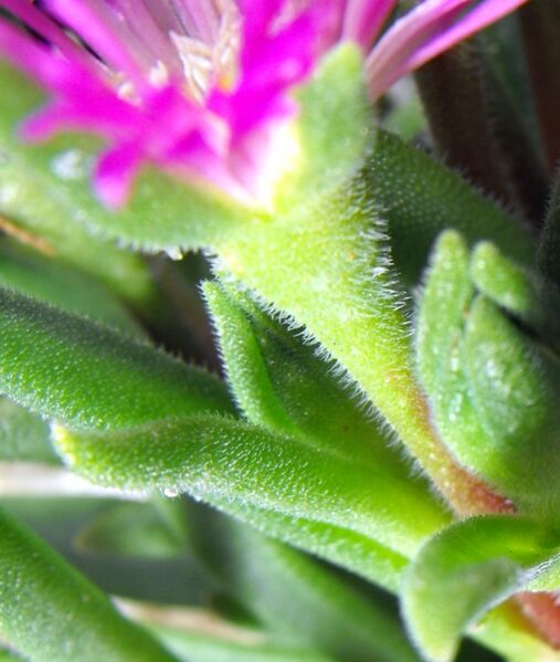Fájl:Delosperma sutherlandii-001.jpg