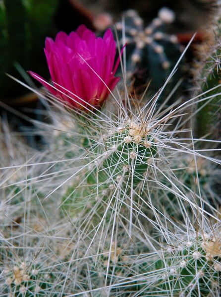 Fájl:Echinocereus parkeri gonzalezii-000.jpg