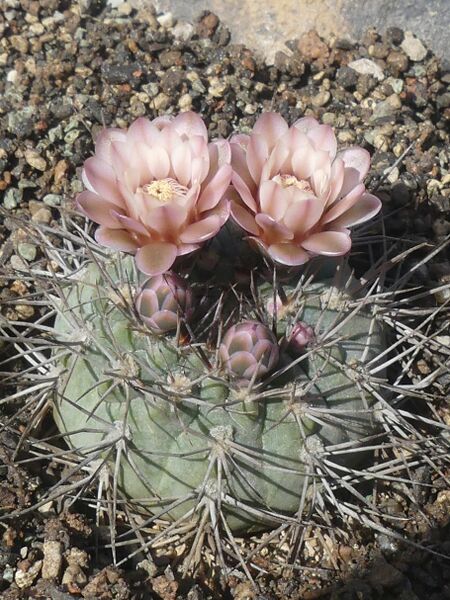 Fájl:Gymnocalycium hossei.LZ 01.jpg