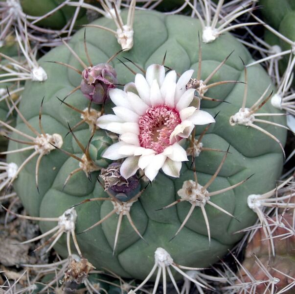 Fájl:Gymnocalycium pflanzii subsp pflanzii-003.jpg