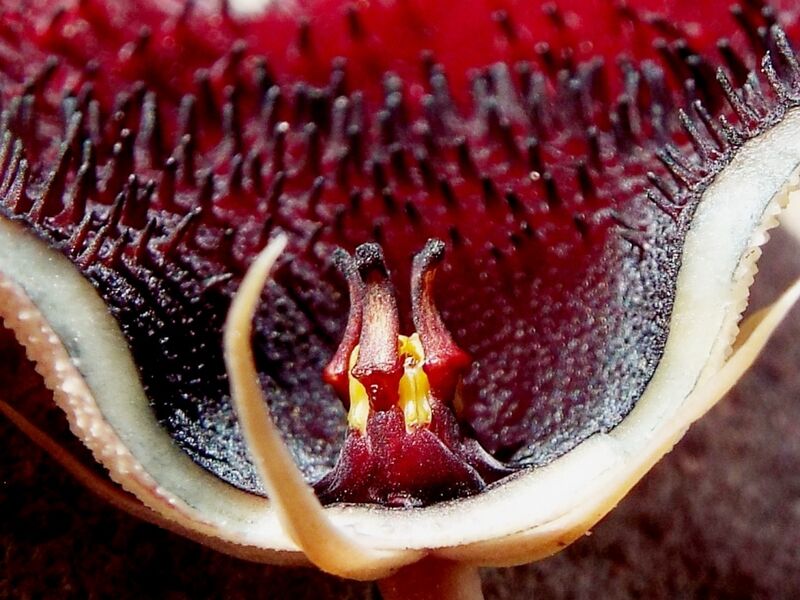 Fájl:Huernia keniensis-003.jpg
